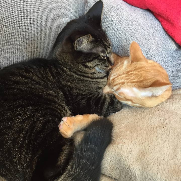 9f78b0e1 0db5 43d0 a1a2 4fff1faacbca 1517463541270