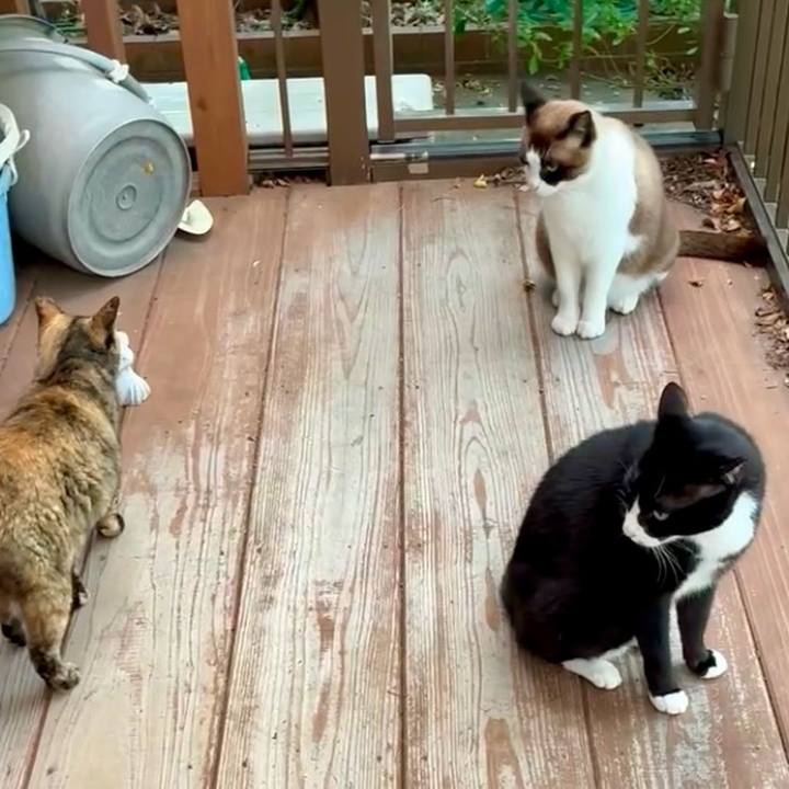 9f7c51b4 c8db 4a3b 9e41 ea6ed1fa31c7 1751684147180