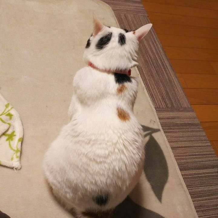 9f7ed0d3 d253 4bc1 b6a2 4d3049208e94 1520078103793