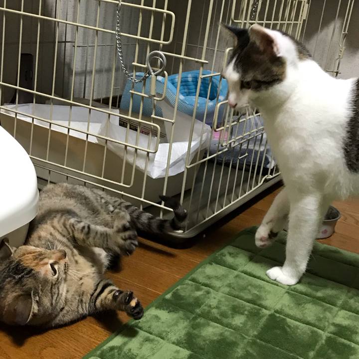 9f801c02 1b70 4db4 95b3 a71315f2f2dc 1544518084495