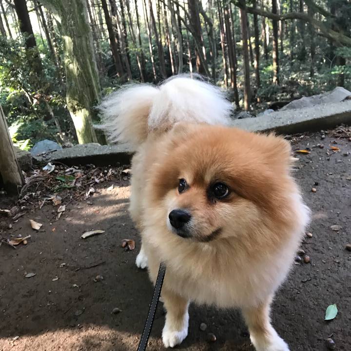 9f80a1c5 9726 41e0 a778 a2010ac6f1cb 1511734085378