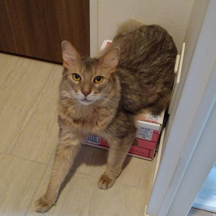 9f83c56a fc1a 42c9 932d 7cb00ee51d69 1627966697467