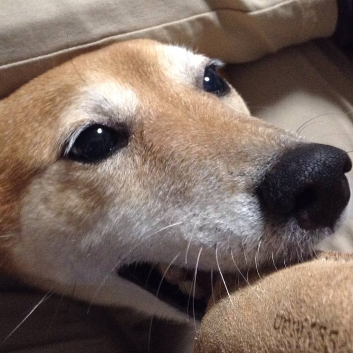 9f850f9a c4bc 4729 9bd1 1c6d444eb0a9 1540889181760