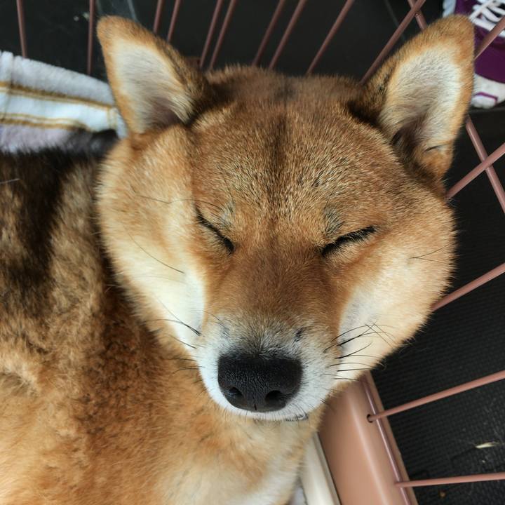 9f86c9c5 997c 469d 850f c29e414eeed6 1529490724732