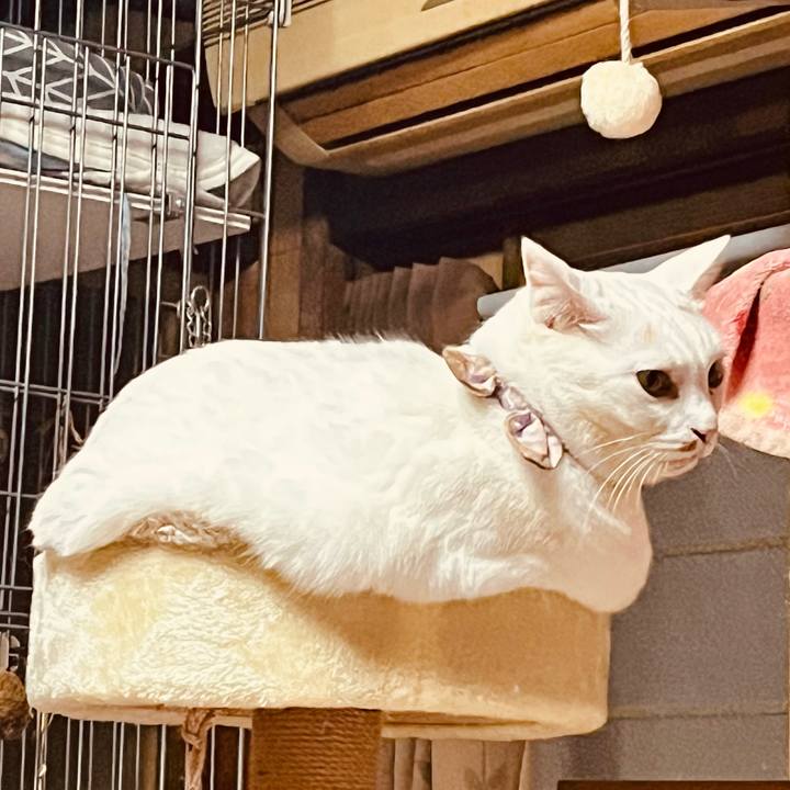 9f87c43d b663 41f2 9a8e fe03c2f274a0 1766383982538