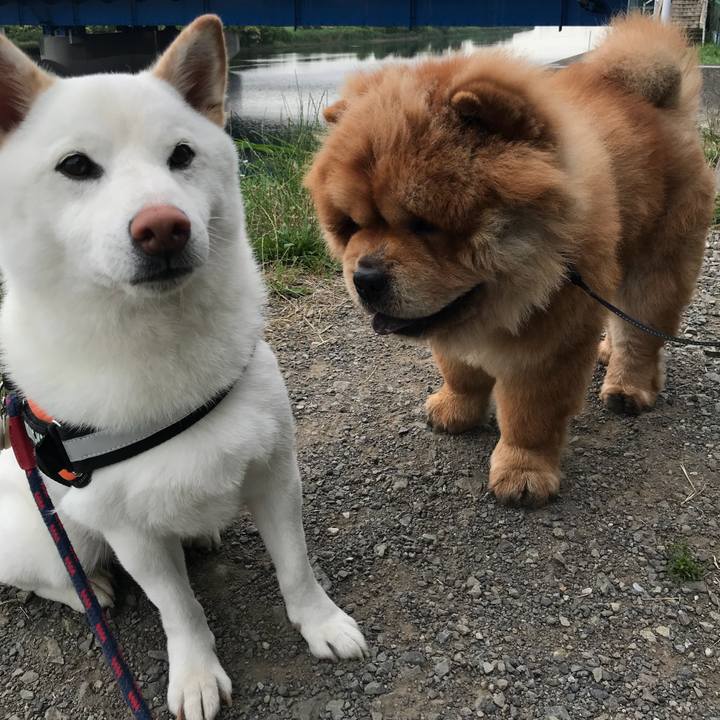 9f8c6550 009f 4f42 8337 3b151751634a 1529368715270