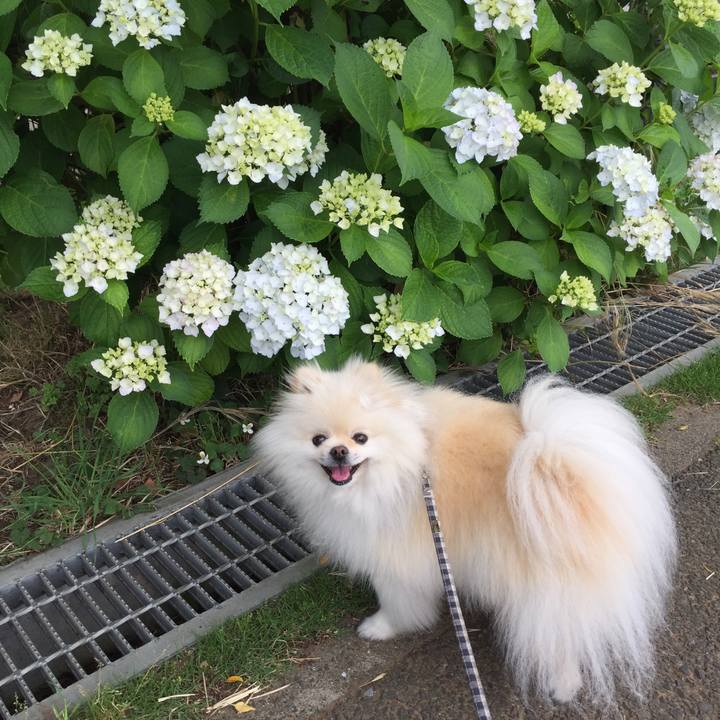 9f8ce475 434c 4841 acc0 08f8ecb6b90a 1591238552595