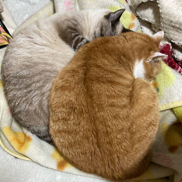 9f8ecd89 78c1 4ad1 ac8c 577d716be815 1770044194992