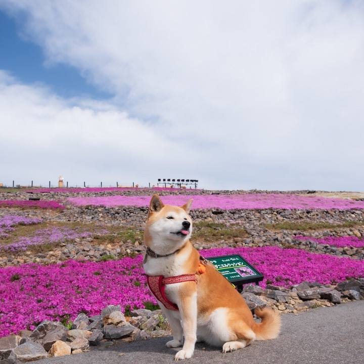 9f8f9336 2fbd 4a2f ab7f c66a80542cca 1559440871141