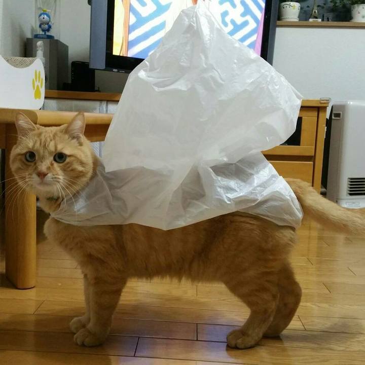 9f903d5a eff8 4d1f bff6 b26f6c055231 1515587117125