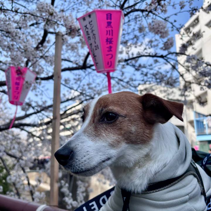 9f9317e1 48af 4660 a986 d1178910c326 1743330855575