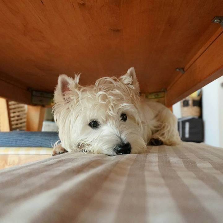 9f93f46b 0fc9 4ba6 a901 fc0d199a3476 1512479566554