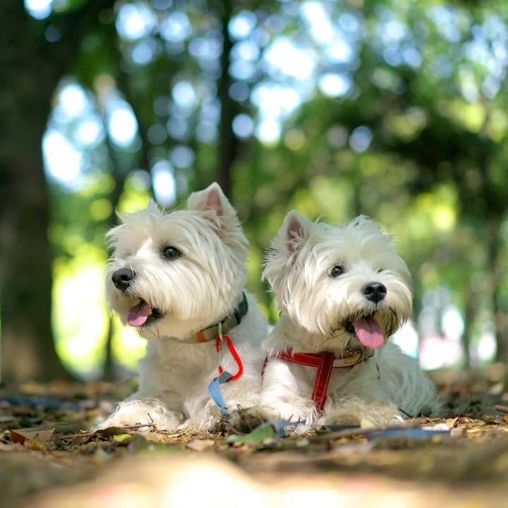 9f97480a 0f38 4ff4 918e ec0b8d89797a 1524375390368