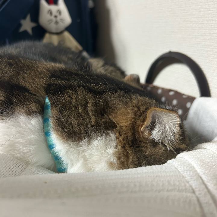 9f9e4d6b 9747 4765 904b 1a5665d234ec 1761689887487