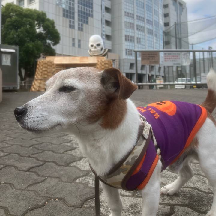 9f9f2e4d dd00 44d7 a1ff 22dd47be02ba 1761866102579