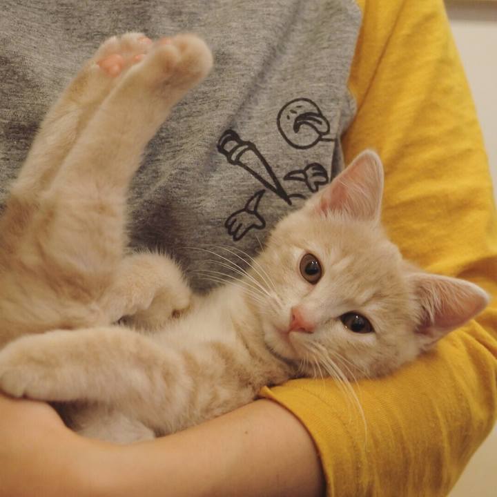 9fa2fb0a 3f47 4d9a afa0 7dda5b15d30b 1543925068125