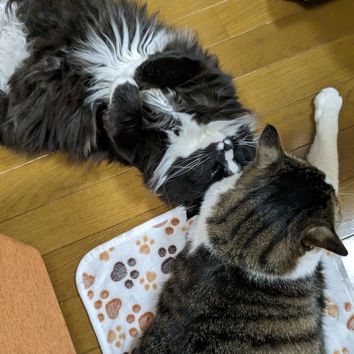 9fa9962e 5097 423b 8513 6f069a56133a 1681686947817