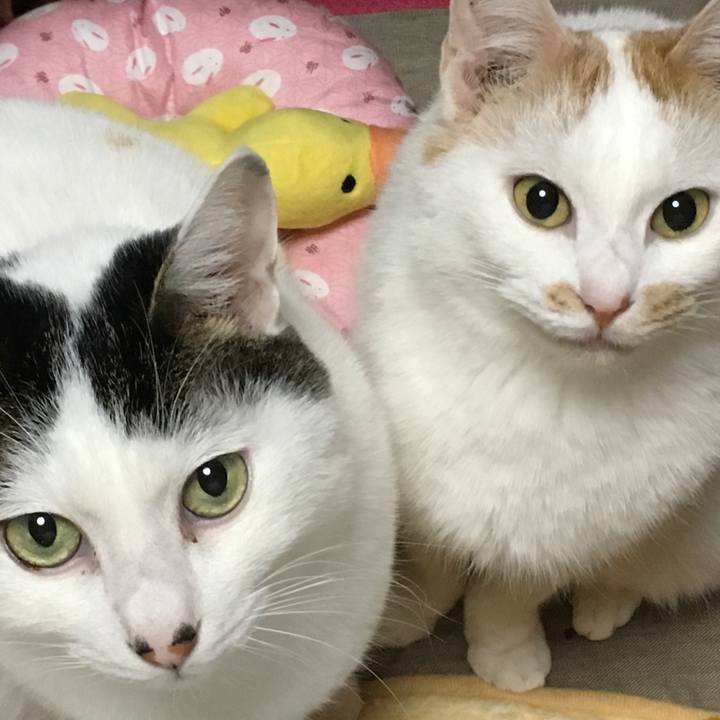 9fac18d6 db7f 4641 812b 74e8cb0cb3d3 1549189407610