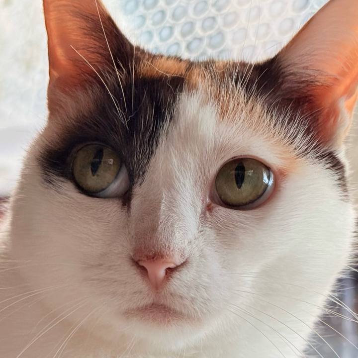 9fb0de0a c0e8 47b4 9296 b68355c34ff9 1761013834307