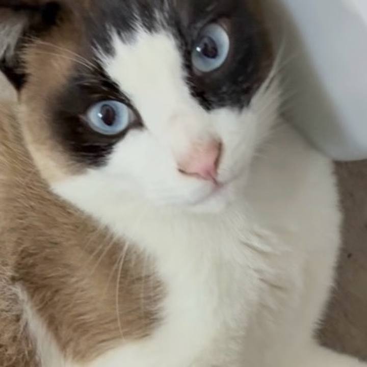 9fb1bb1e a7f7 4123 bd1c 8c4086af77c0 1746928726164