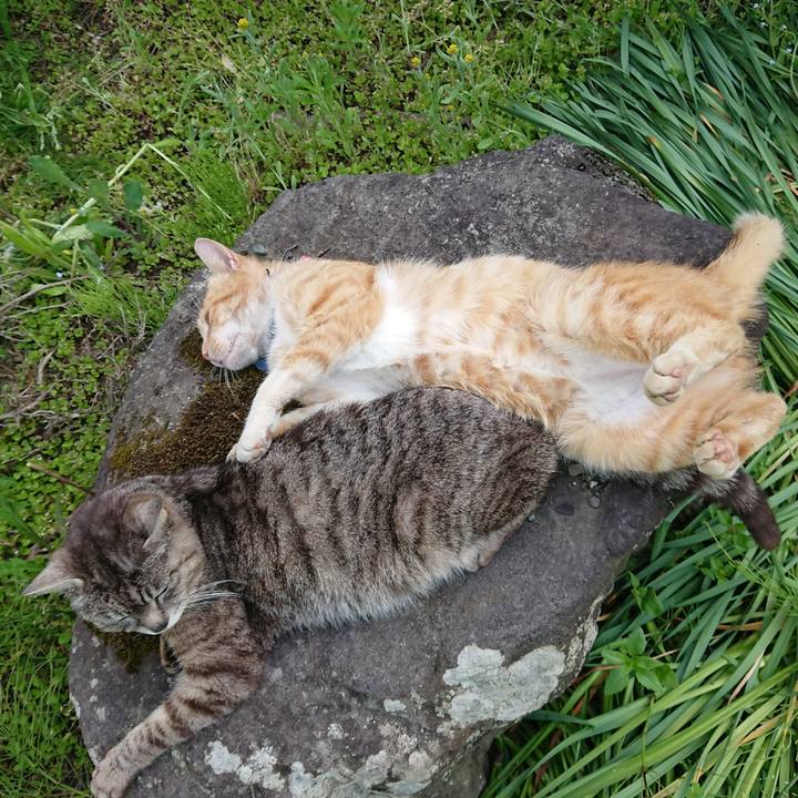 9fb32146 e774 4a4e 994a fd450305e63d 1559460708978