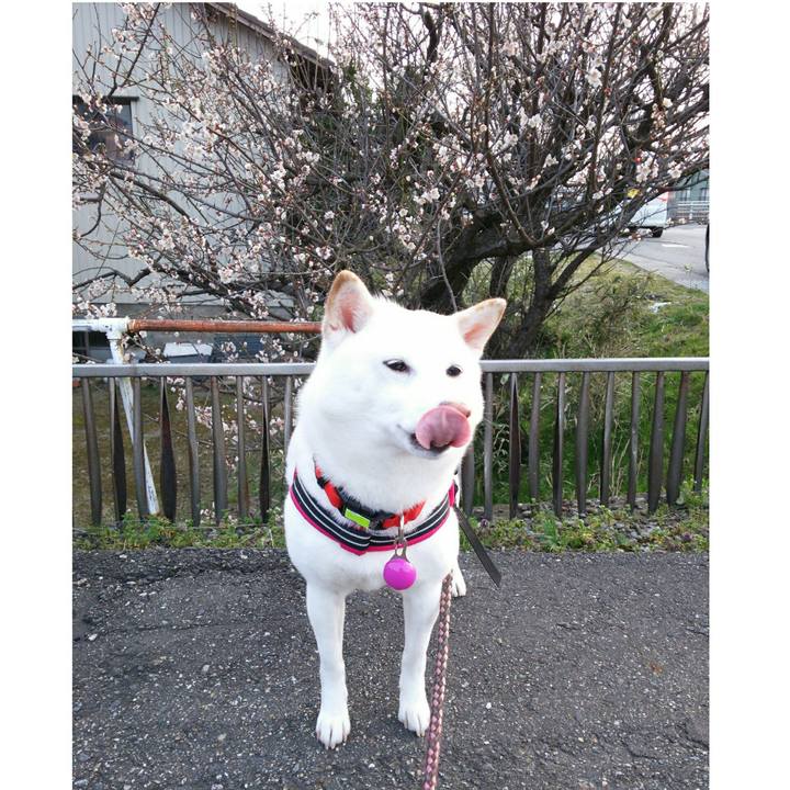 9fb3b7b4 a05c 4103 a798 b0523f58bd38 1553071051520