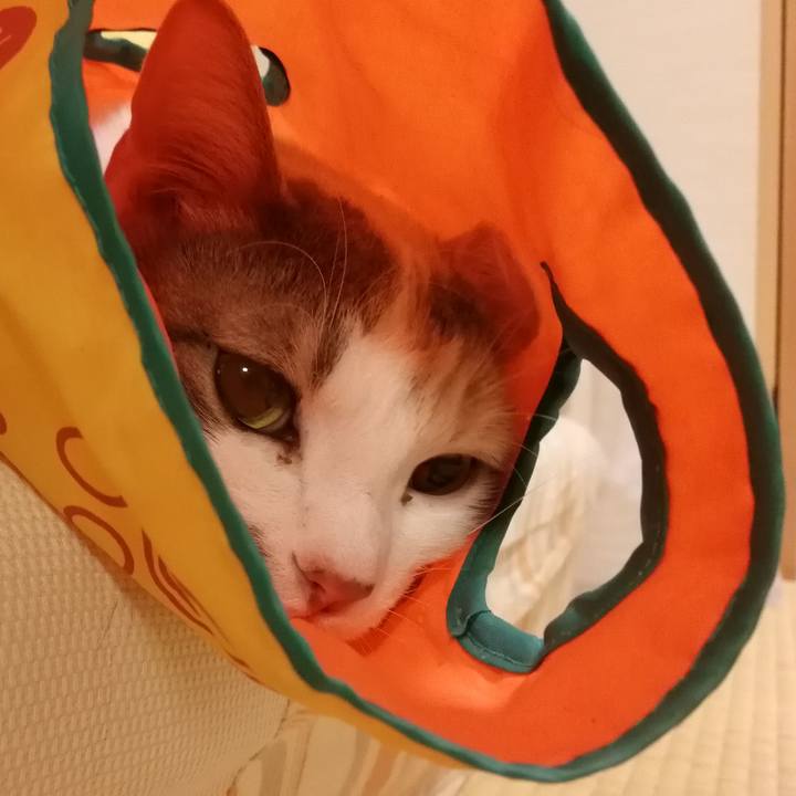 9fb4ee8f 2453 455c b8e0 99a7a091100e 1554473208662