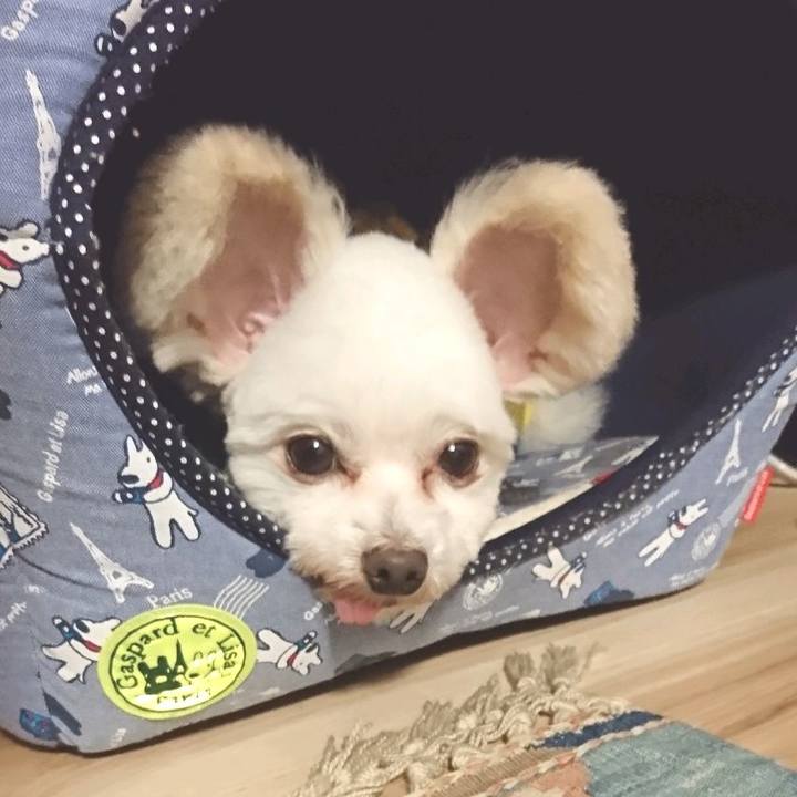 9fb834d9 8203 42f9 98e8 26816b8b4b07 1521868305585