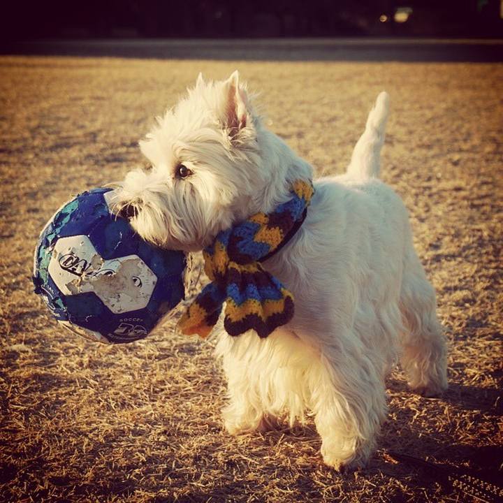 9fb971f8 d0fc 43cd a5d5 caa3a7c46ee5 1514245071764