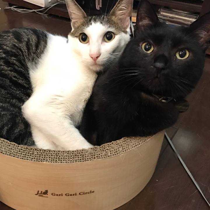 9fba7366 e156 43bc b944 69dbc33bfa8c 1530280084023