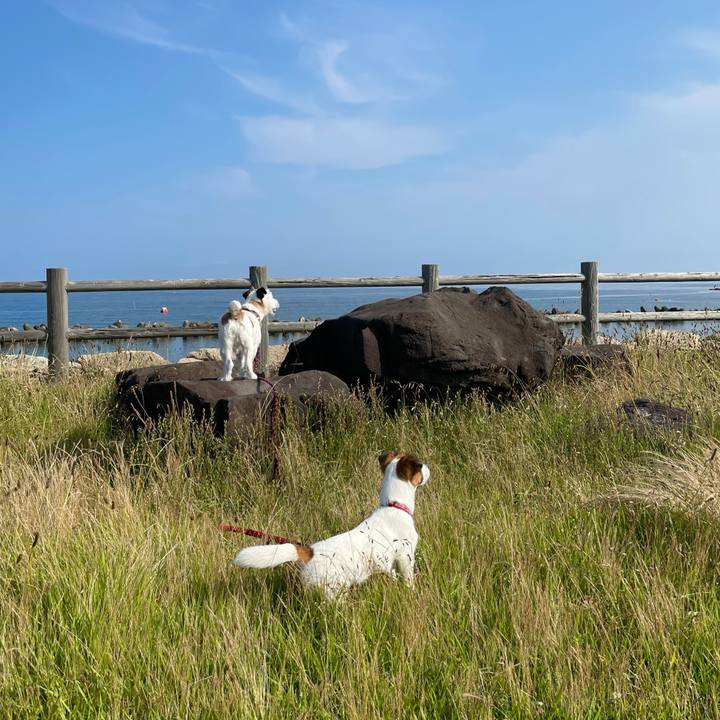 9fbbd763 94e0 4a7f 8a9a 2addeee8de0b 1624663829968