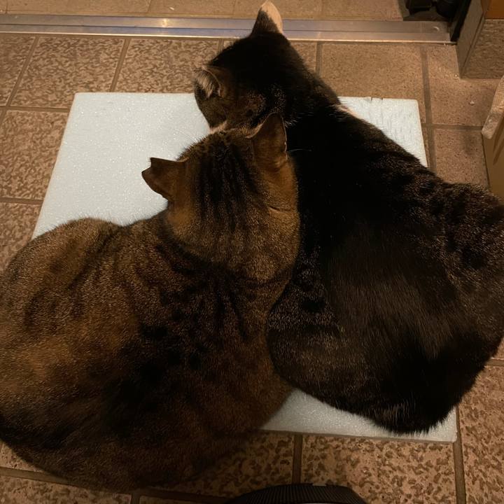 9fc019a9 6a93 4507 abdb ab00a030774a 1612082786707