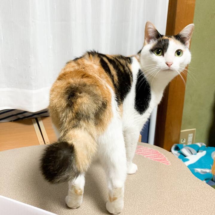 9fc0c088 d83c 4e74 bb9b f8134e074ba1 1575250097689