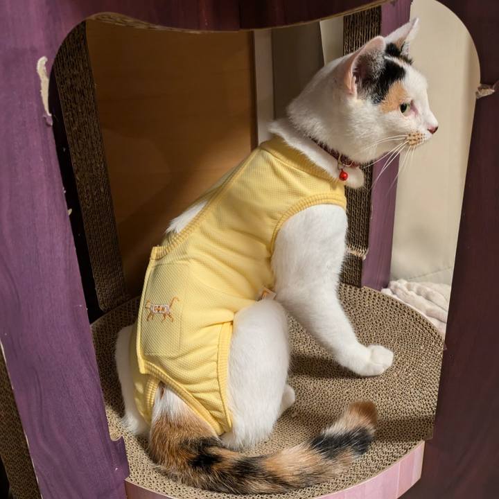 9fc0df4c 780b 4d61 b2e6 d3ad2ec0ecfd 1725977411648