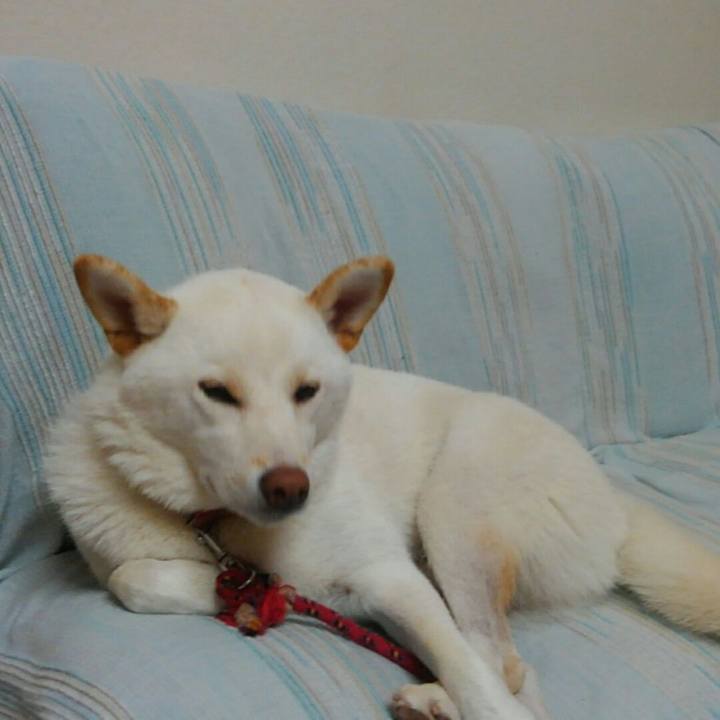 9fc30c12 86a5 464f 92f9 7eedb743174a 1507805711157