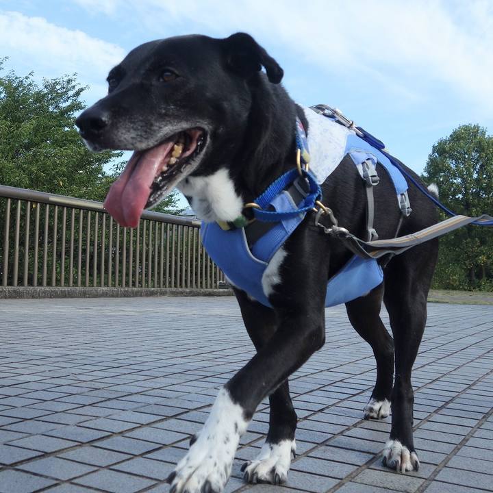 9fc33555 c65e 4a29 b97a fdc89f72e91e 1690936305122