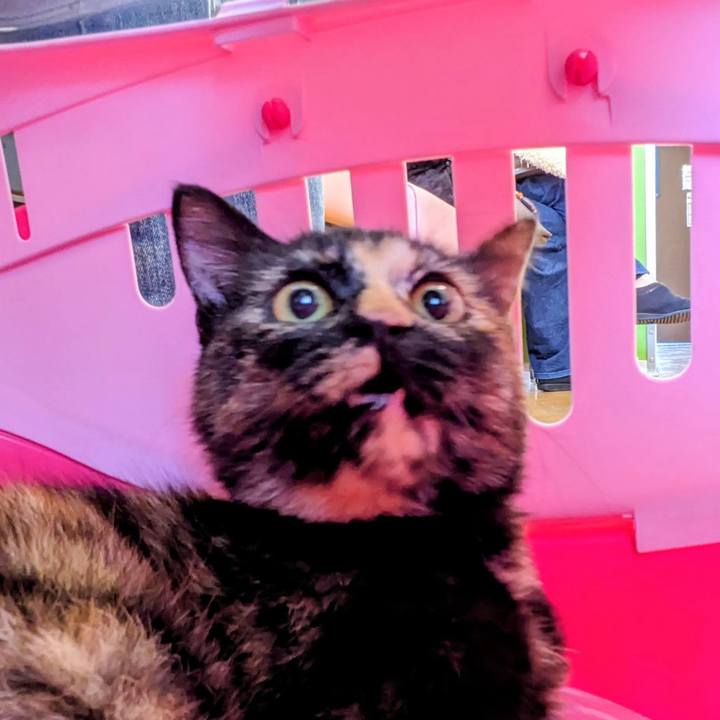 9fc41708 a55f 43b0 a521 33b7248e3616 1762589735074