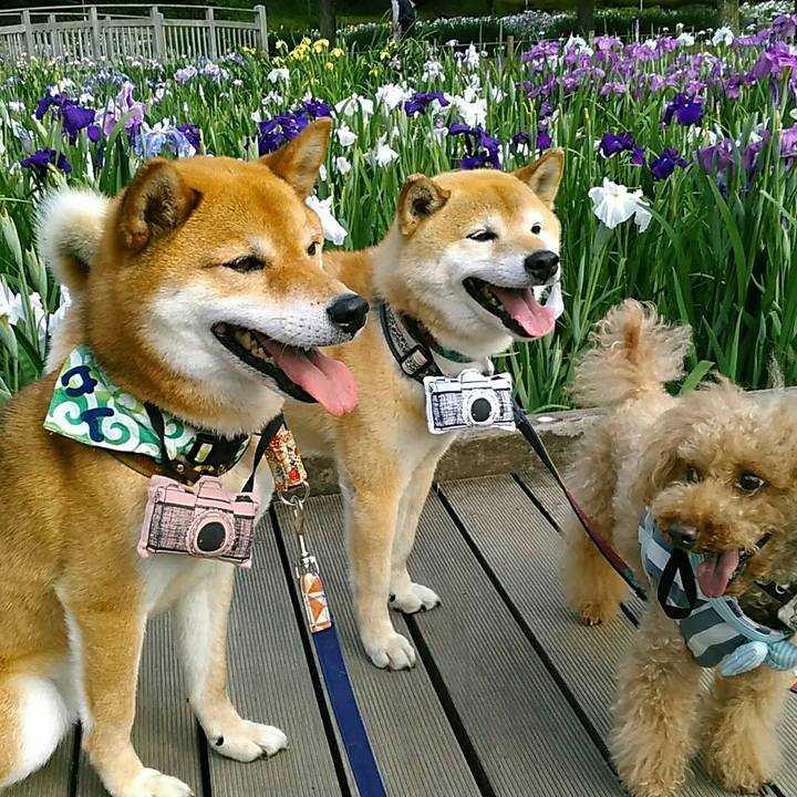 9fc456ed 670d 45a1 bd50 199c0bbf4478 1560238766876