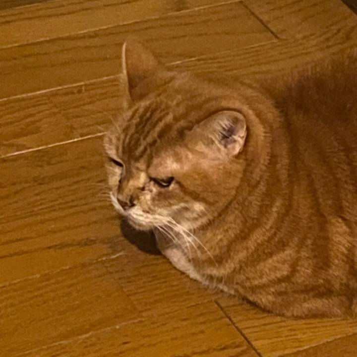 9fc5c351 c0f0 412d ac11 ccf99e3bcacf 1731664752236