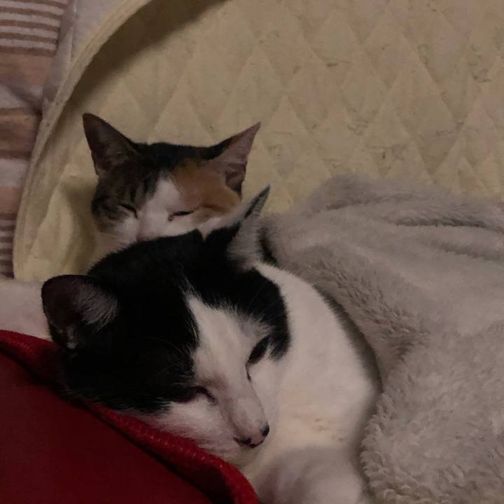 9fc6020a a9ac 4354 b62a c78f403ce44f 1603384887142