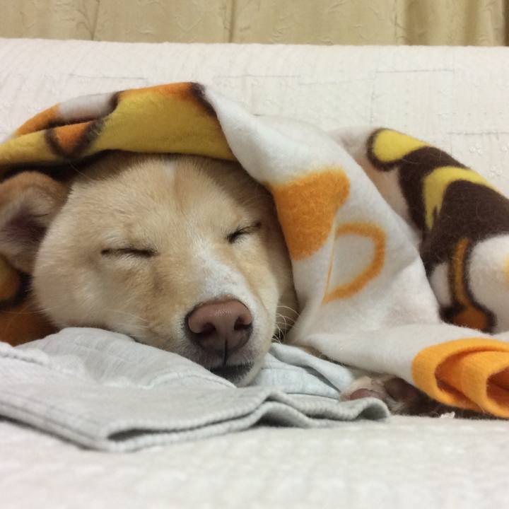 9fcc2257 2a51 4c6c 89f2 c2cfddb1dbef 1509018792573