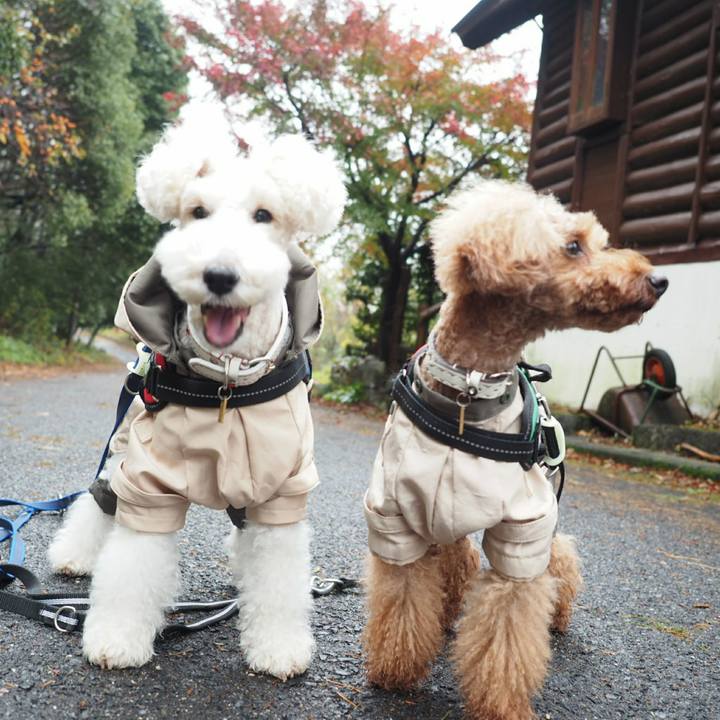 9fccb6f9 19d5 4f17 a7de 6a9b3eecd290 1511307719417