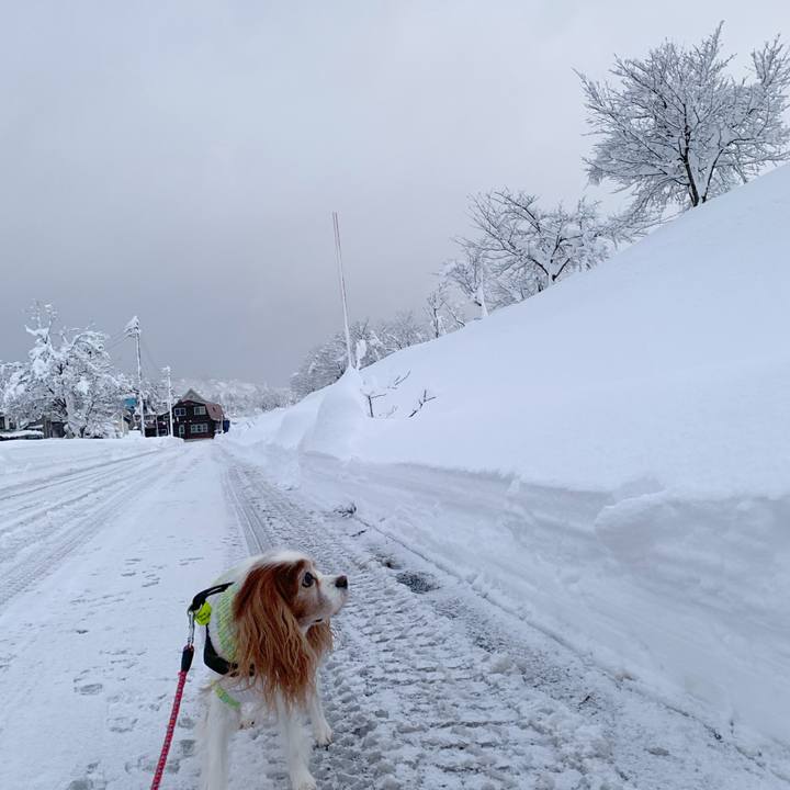 9fccc7bb d7ad 4b3e a570 e7e51f1e1e50 1608157678995