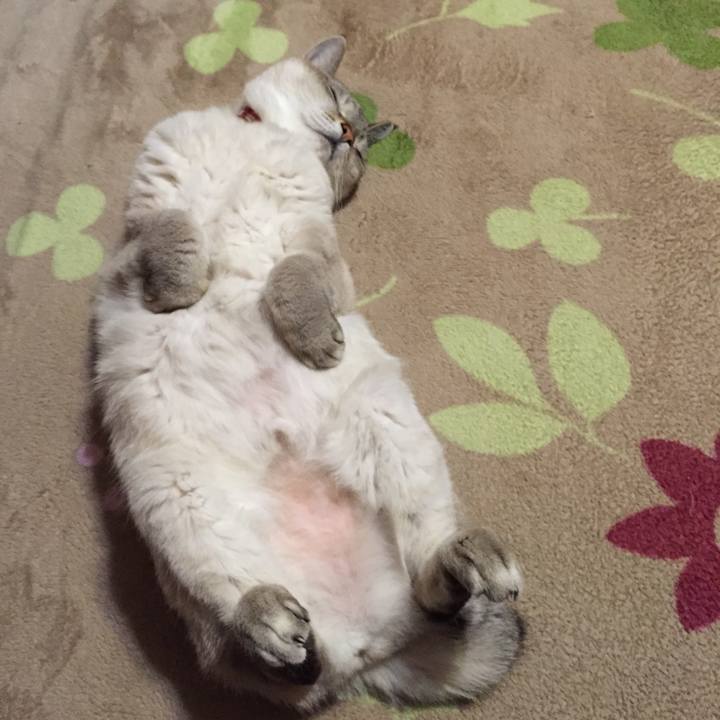 9fd31ca7 fa2f 4d48 9fd3 bdec4086768e 1544353480538