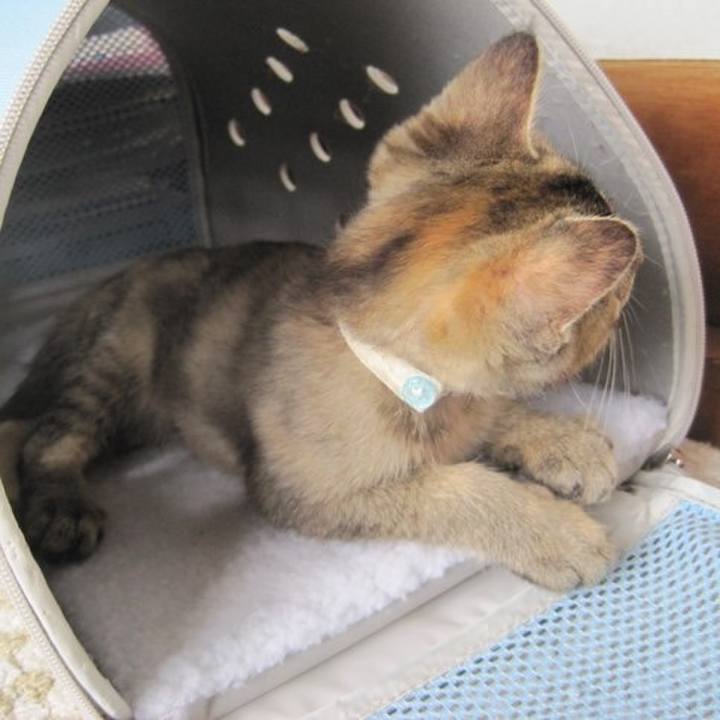 9fd38661 bb76 4ee1 875b 43eb7d06551e 1597031963656