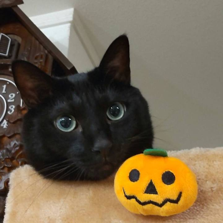 9fd60d2f 9005 450b 935a fa143b454fb0 1667210992759