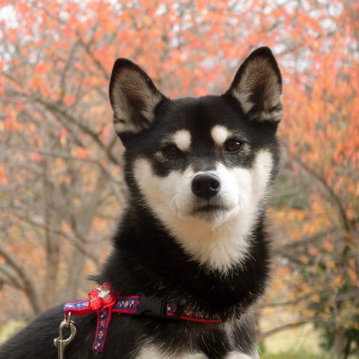 9fd7b42d f705 4e93 8b30 40f62b04da25 1510699599964