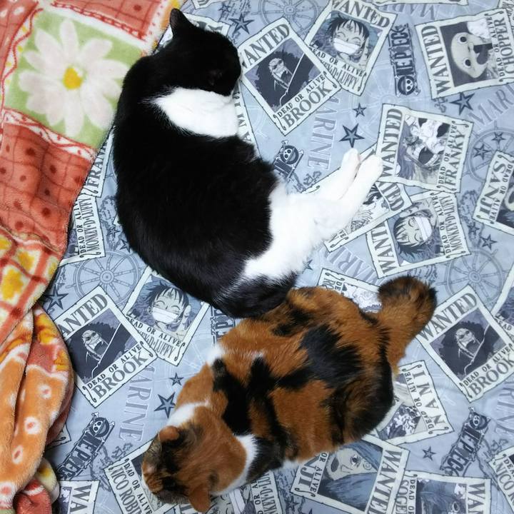 9fd96900 0a5e 4aca 8559 7ede8cd353fe 1525698726063