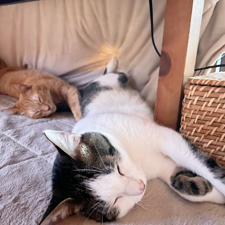 9fd9862c f640 4c3b b783 abb88d8c0796 1771970552106