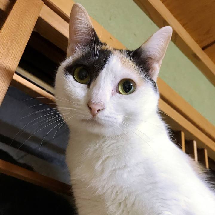 9fd9bd18 1439 4013 a601 d6a230b1bb61 1508376477814